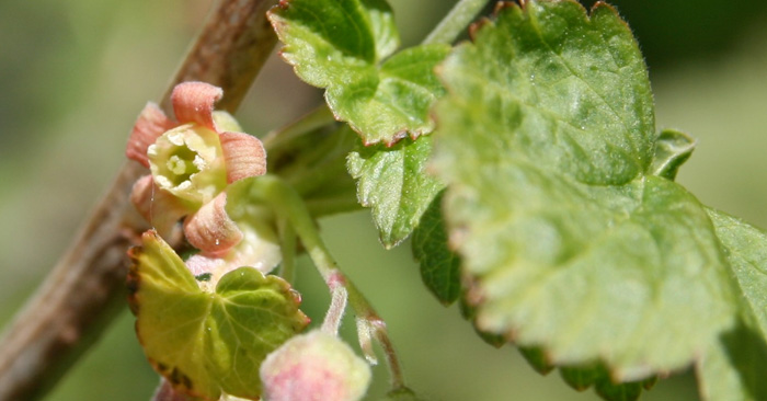 Herbal Cold and Flu Remedies